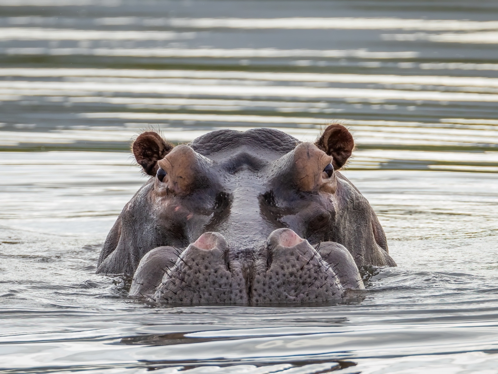 Большой бегемот прячется в воде