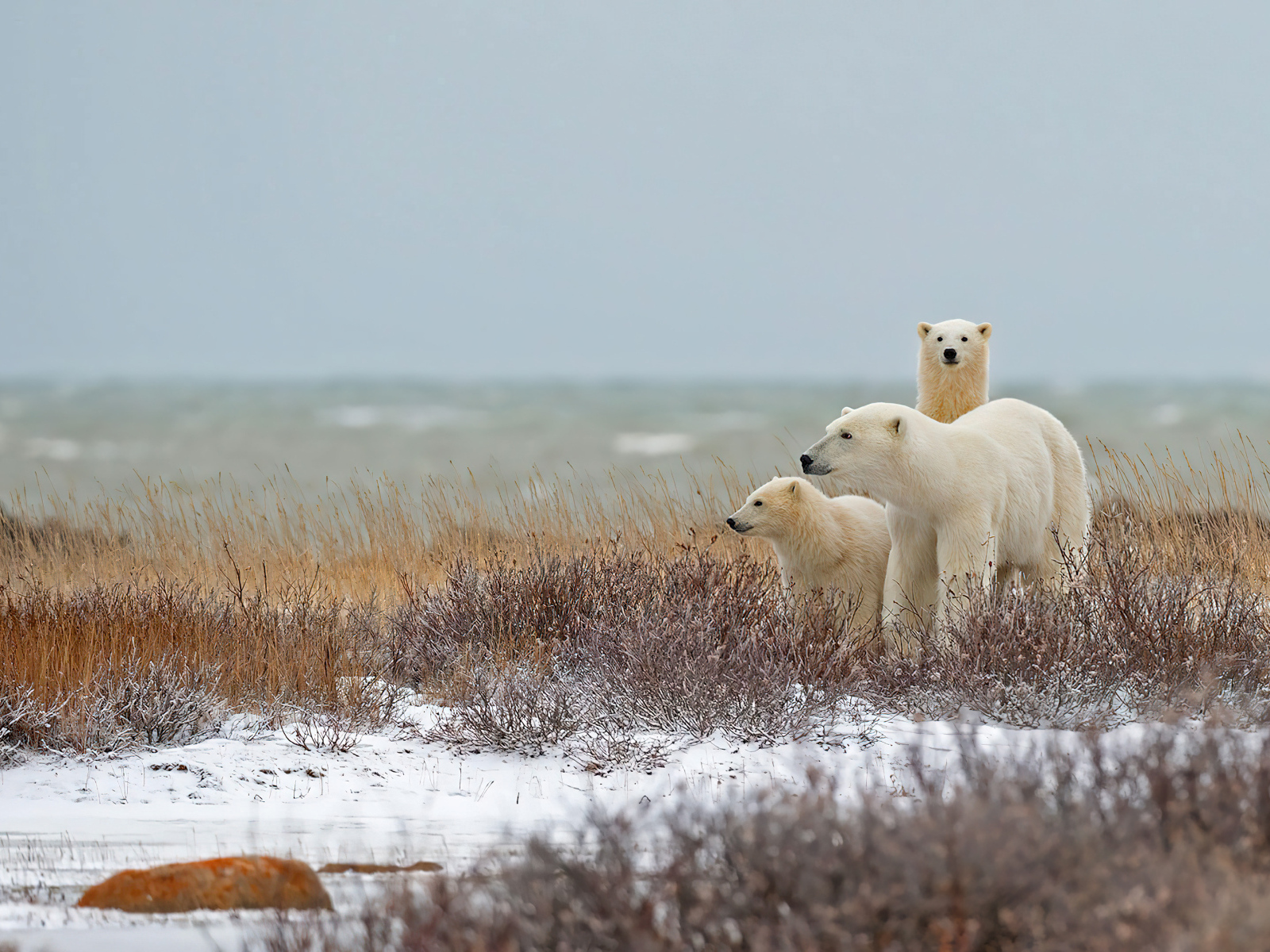 Белая медведица с медвежатами идут по снегу