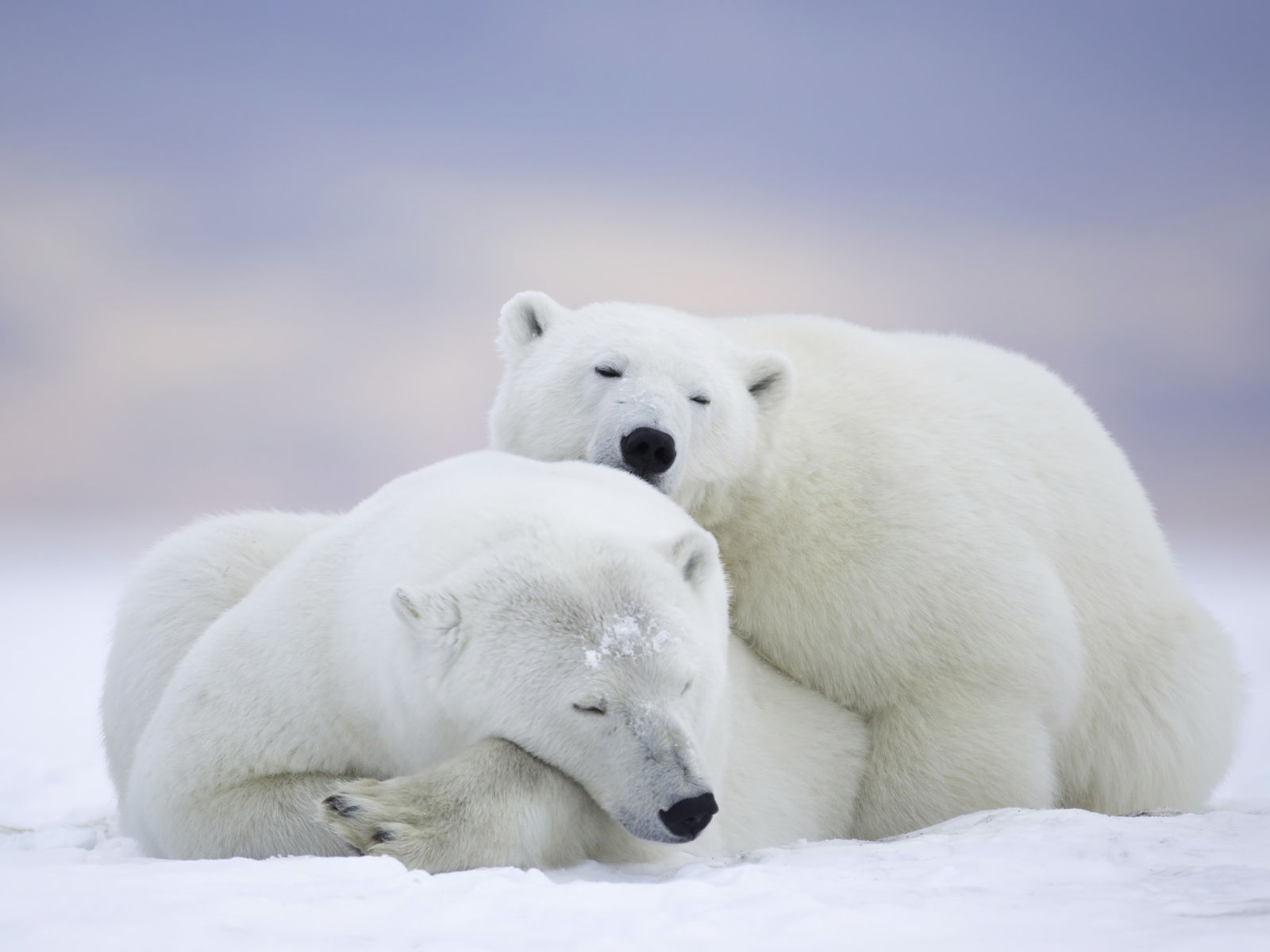 Два белых медведя спят на снегу