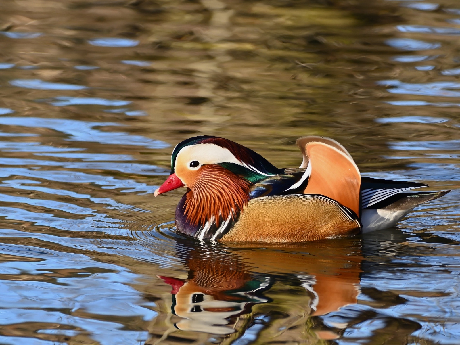 Разноцветная утка мандаринка плавает в воде