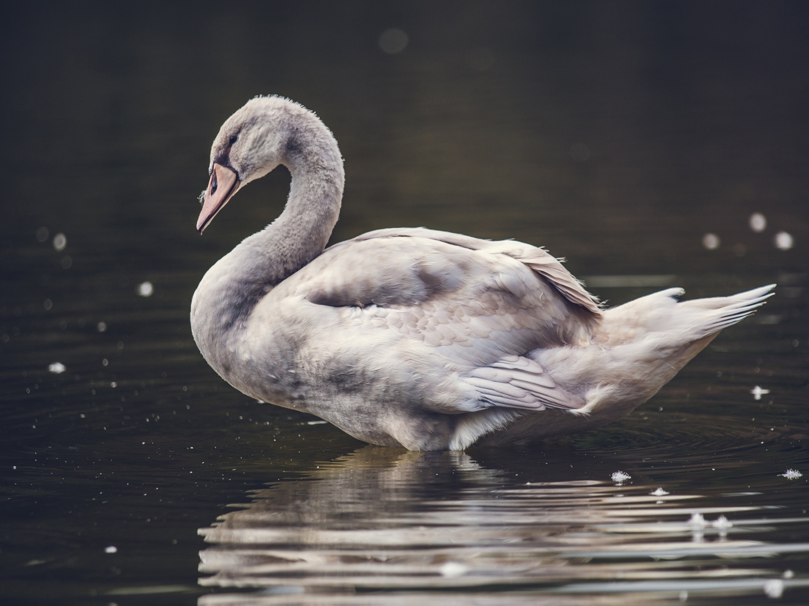 Большой серый гусь стоит в воде