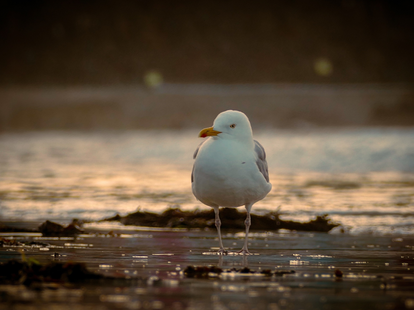 Большая чайка стоит в воде