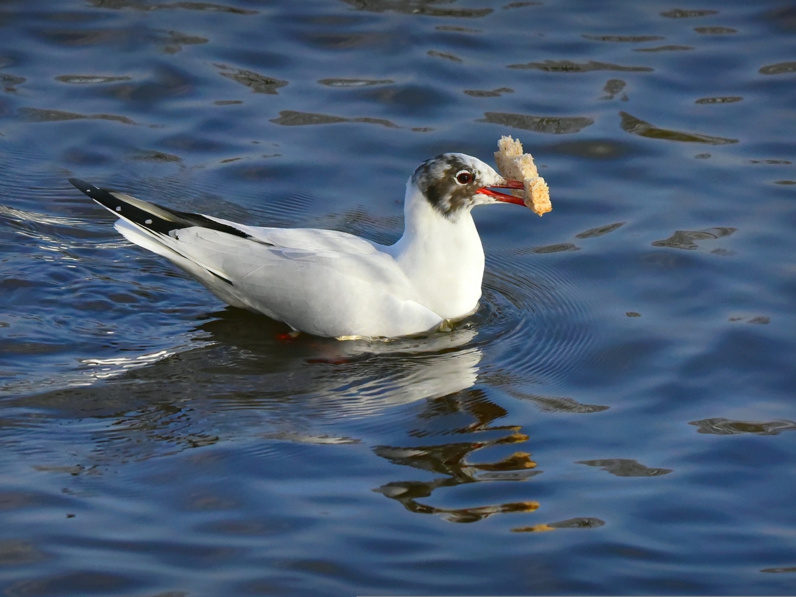 Чайка  с куском хлеба плавает в воде