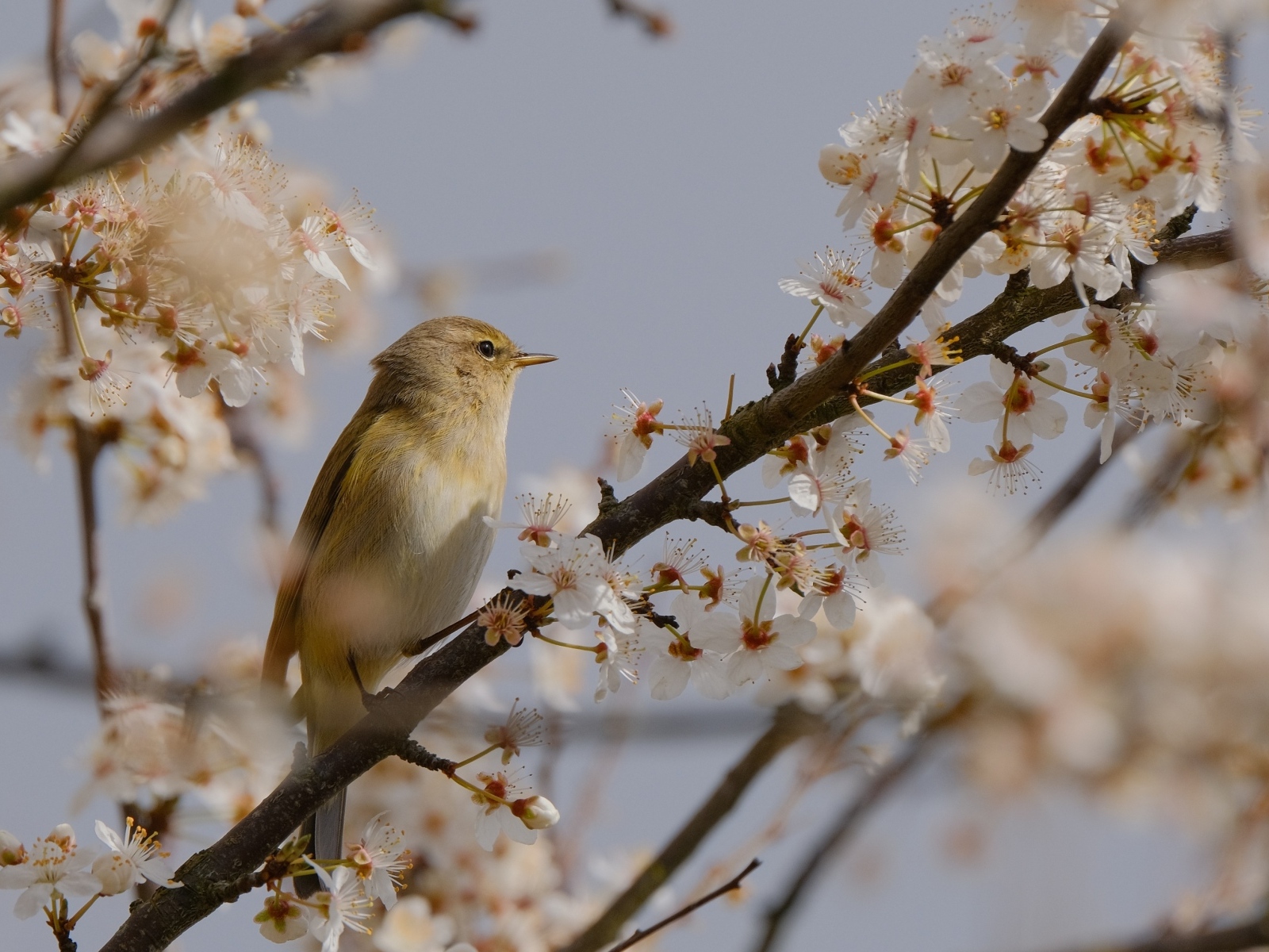Маленькая птица сидит на цветущей ветке вишни 