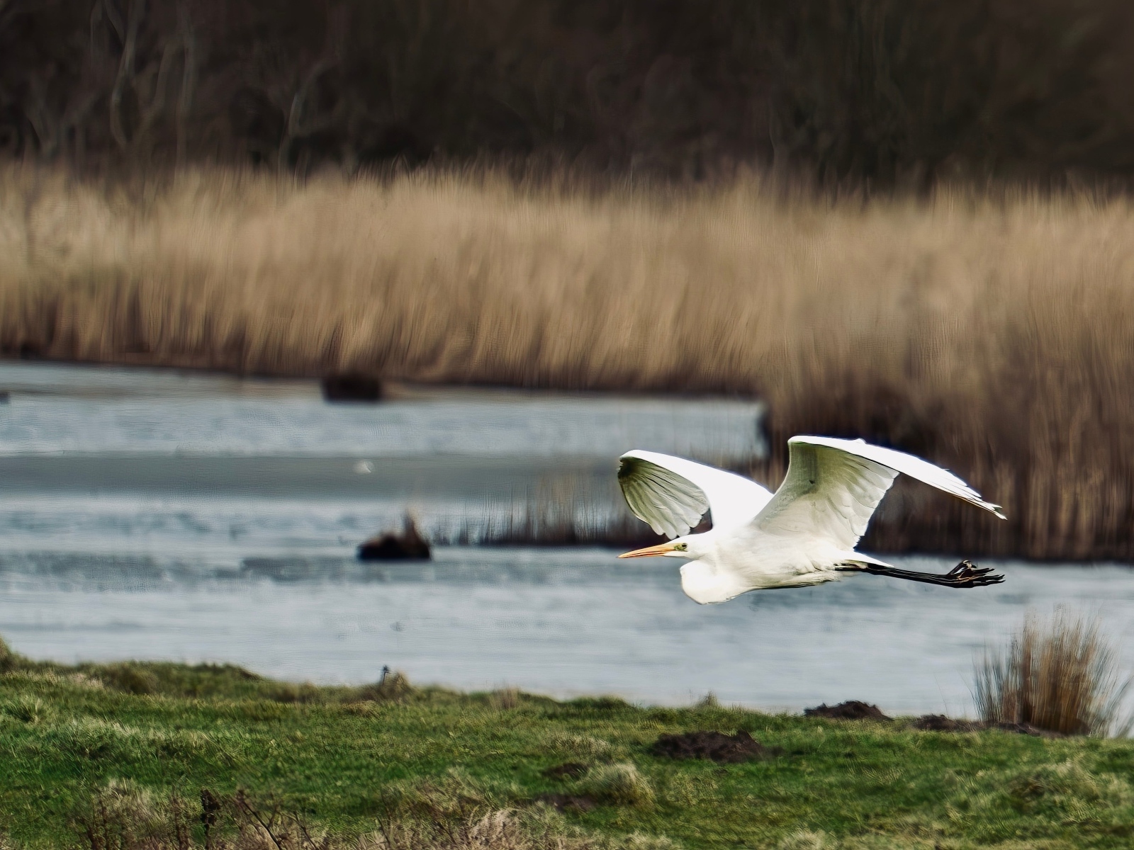 Белая цапля летит над водой