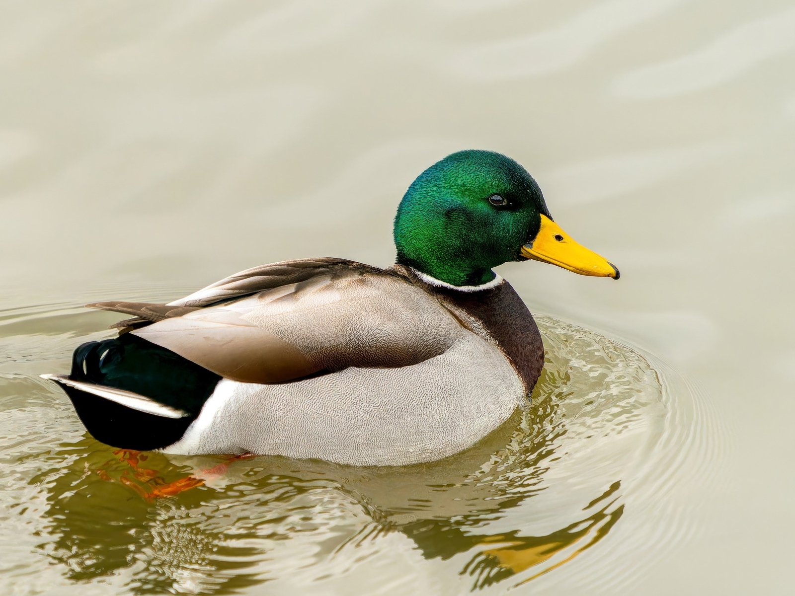 Дикий селезень с зеленой головой плавает в воде