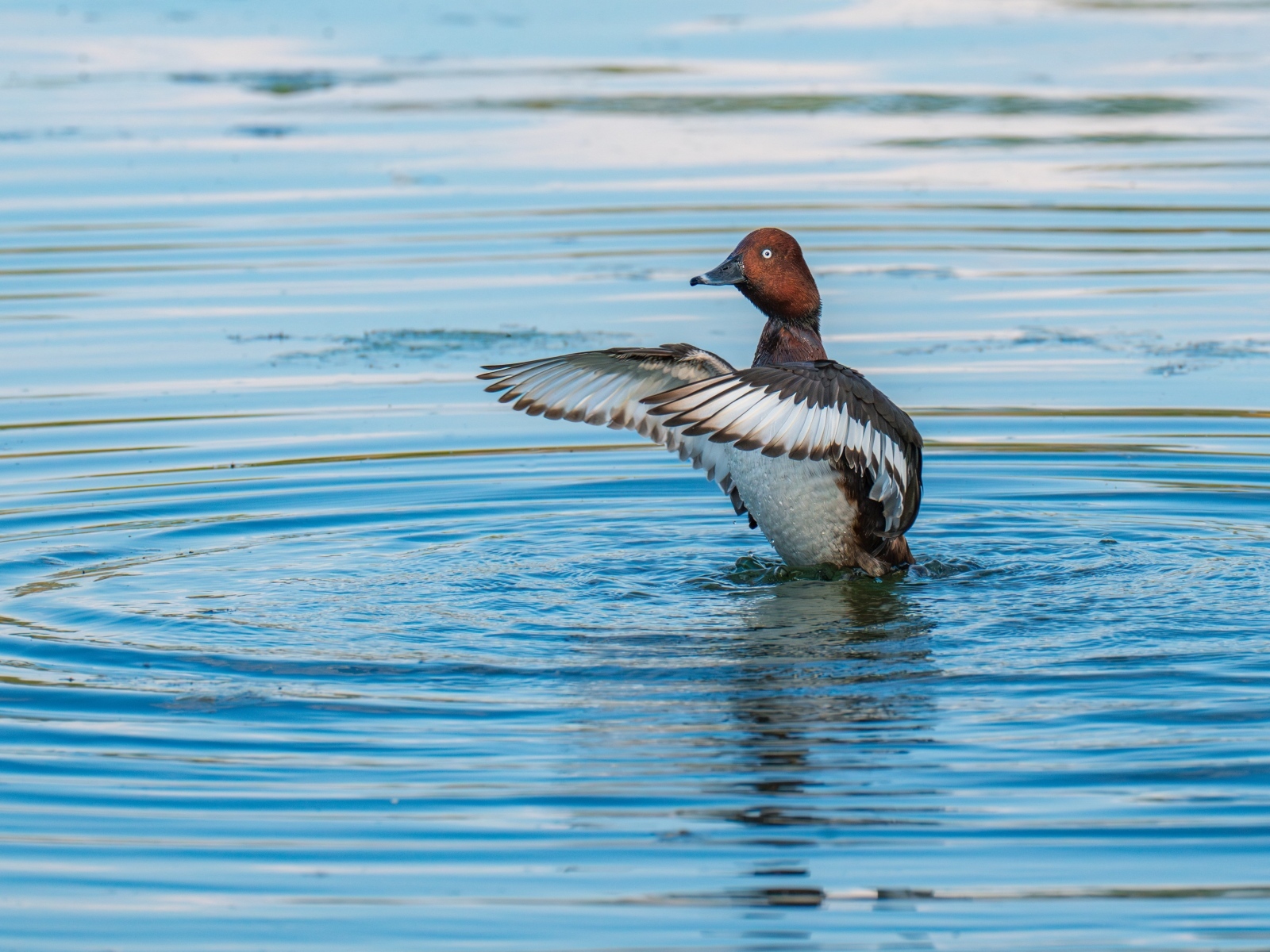 Дикая утка готовится к взлеты на озере