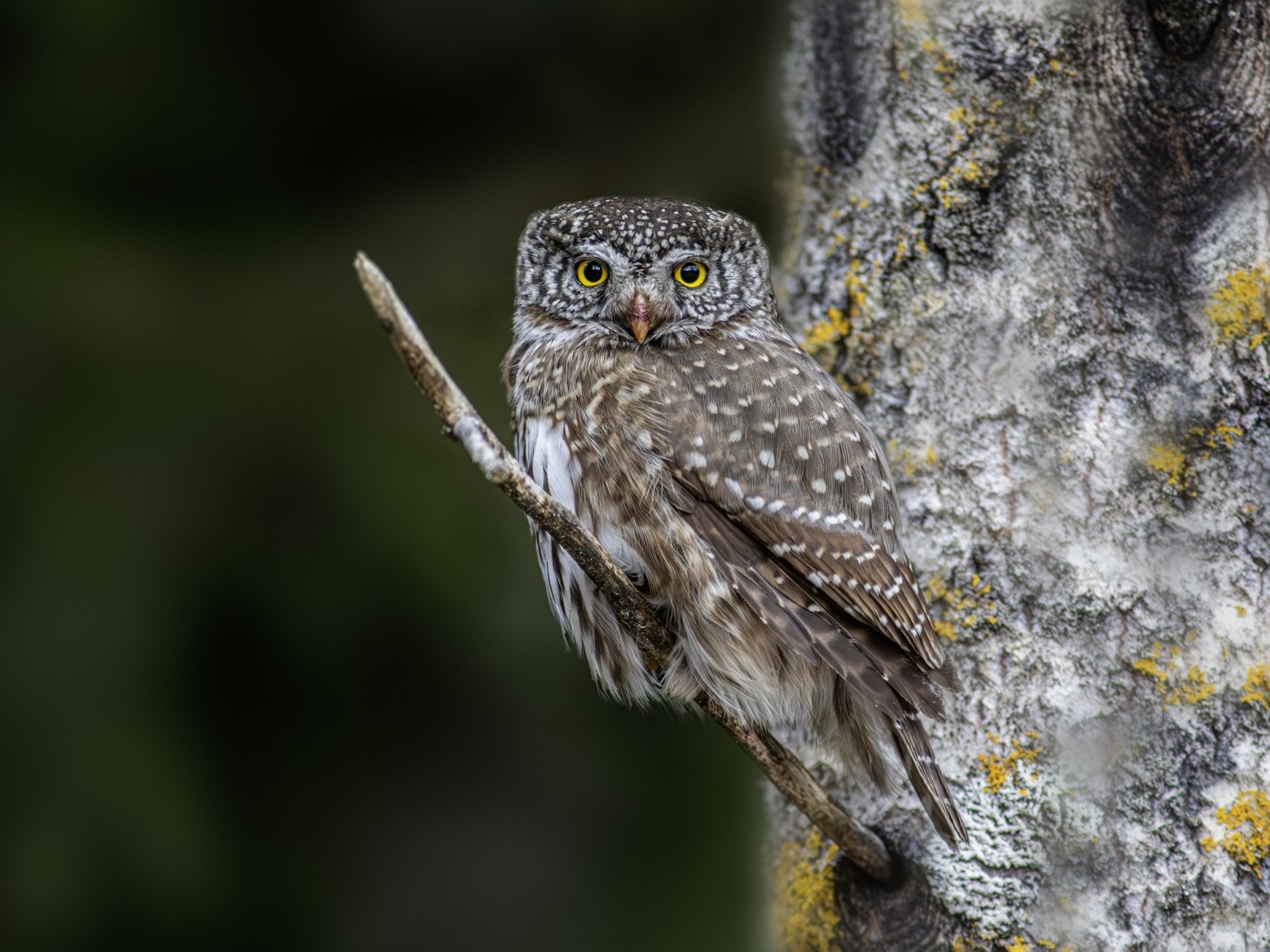Птица сова сидит на ветке у дерева