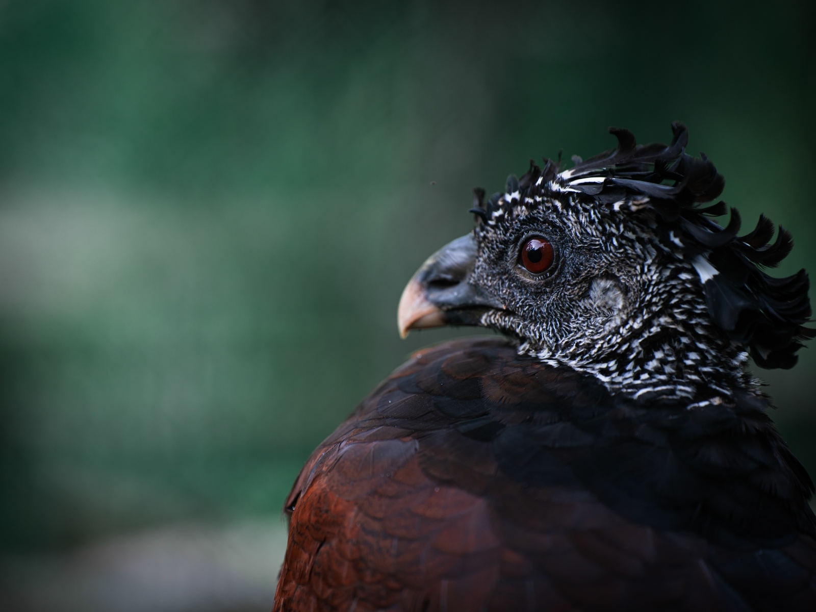 Большая черная птица великий курасов