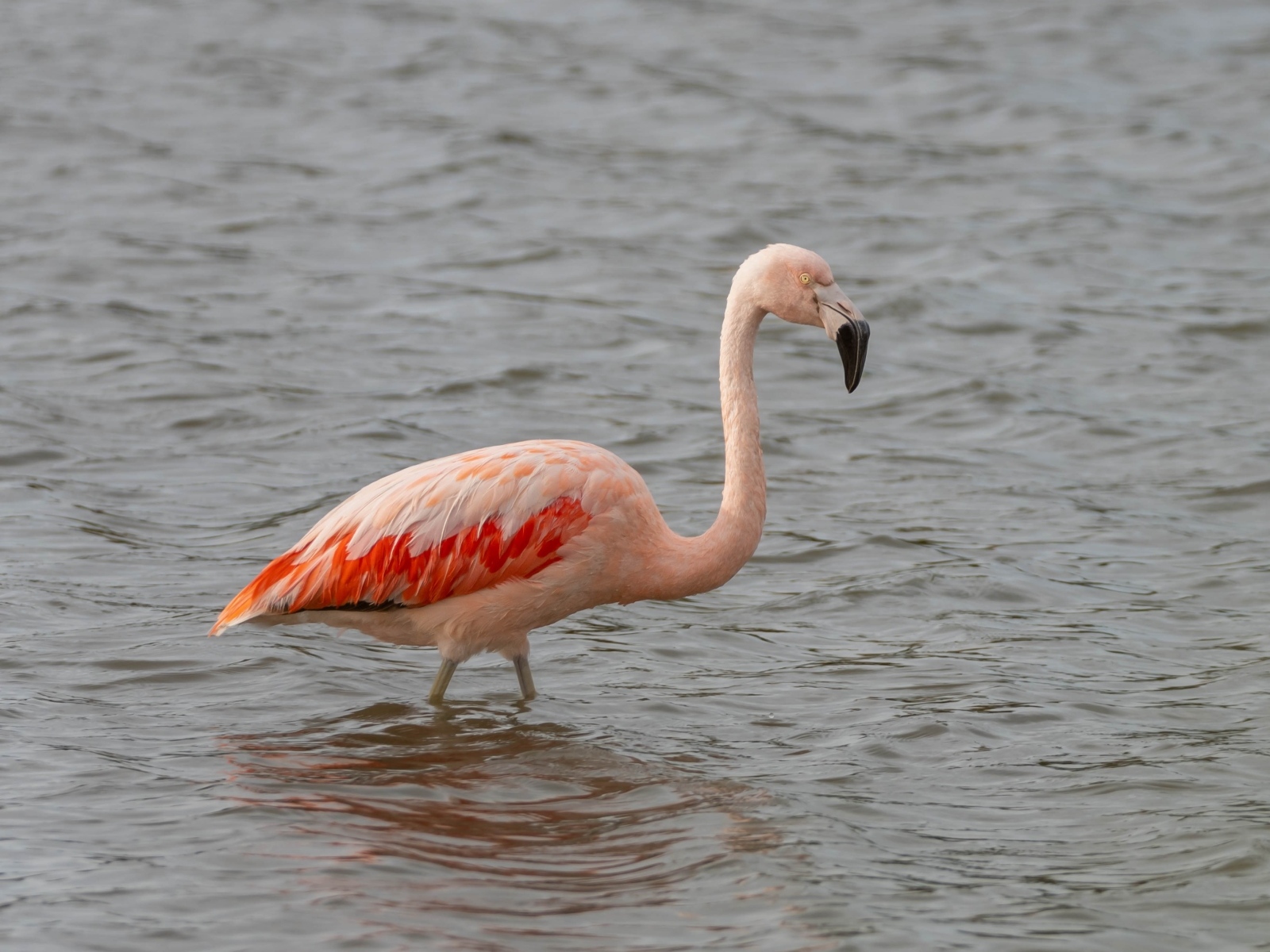 Большой розовый фламинго в воде