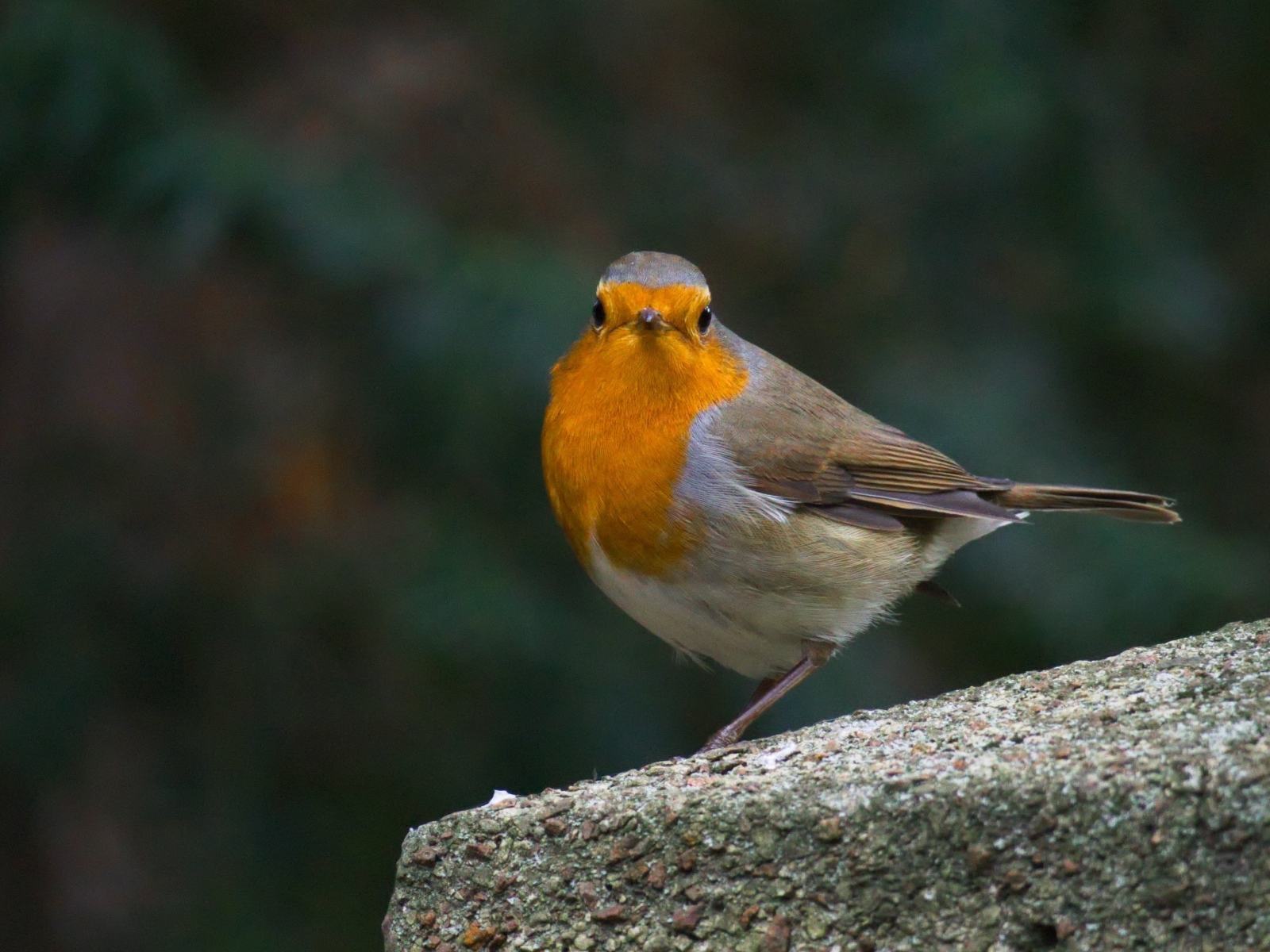 Птица вьюнок сидит на бетонной плите