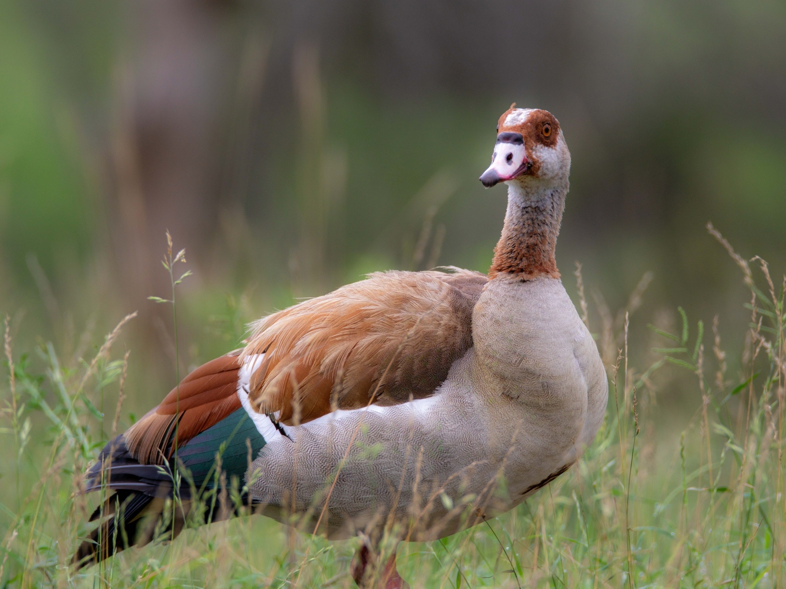 Коричневый дикий гусь в траве