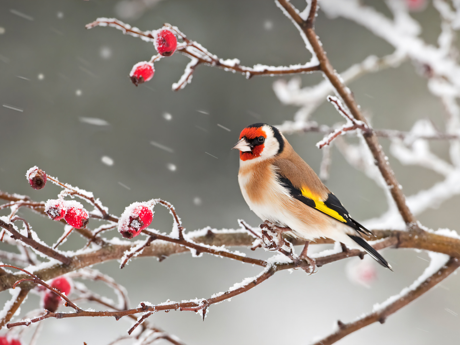 Снегирь сидит на ветке с красными ягодами зимой