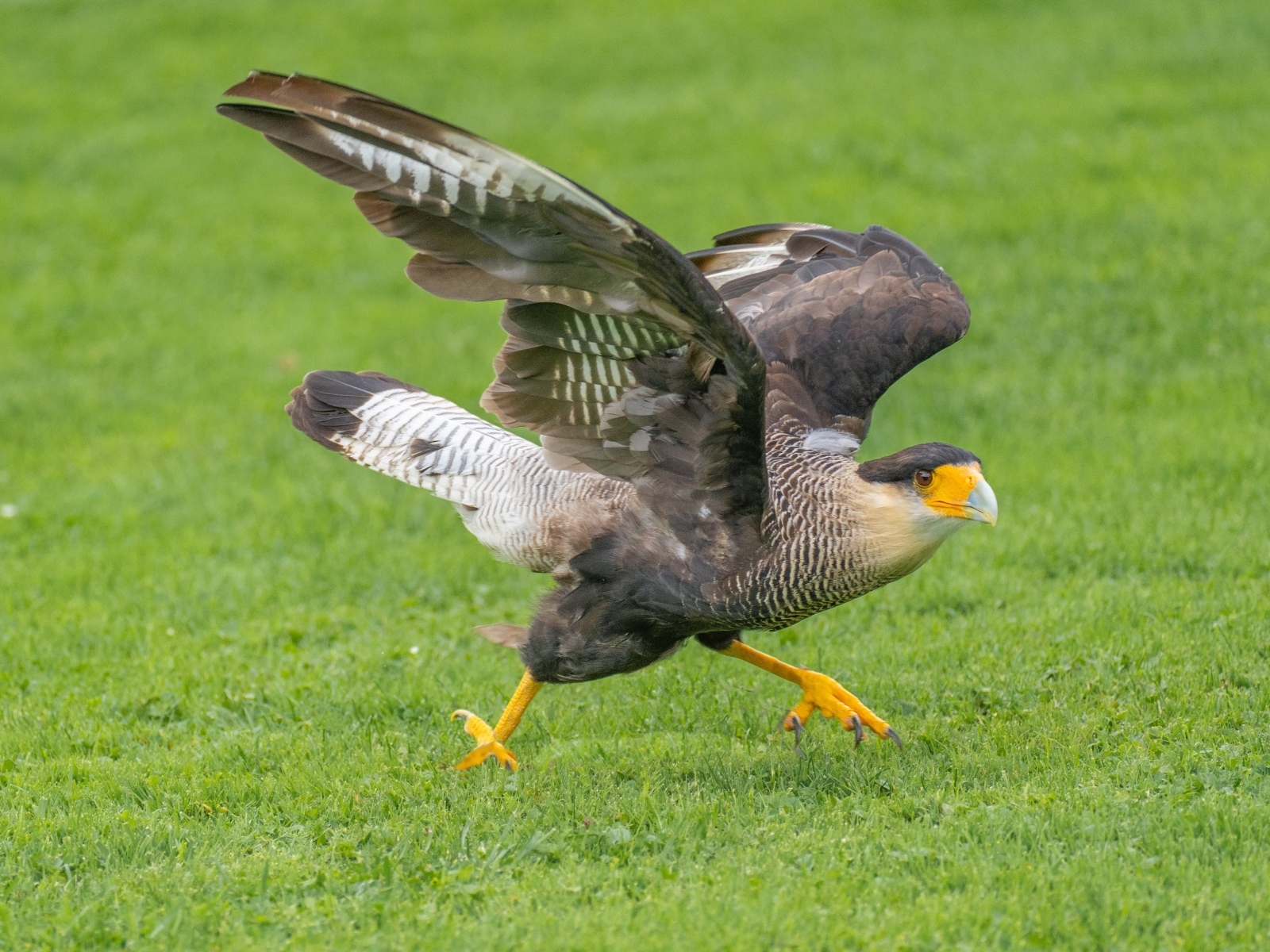 Птица каракара готовится к взлету