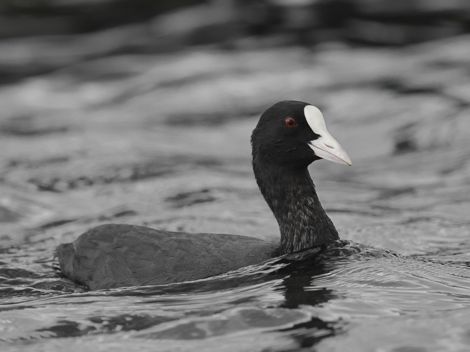 Птица лысуха плывет по воде