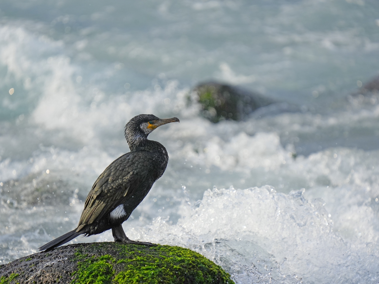 Баклан сидит на камне у бушующего моря