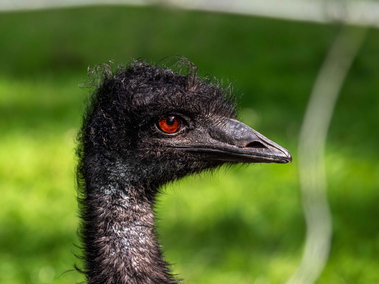 Голова страуса эму крупным планом