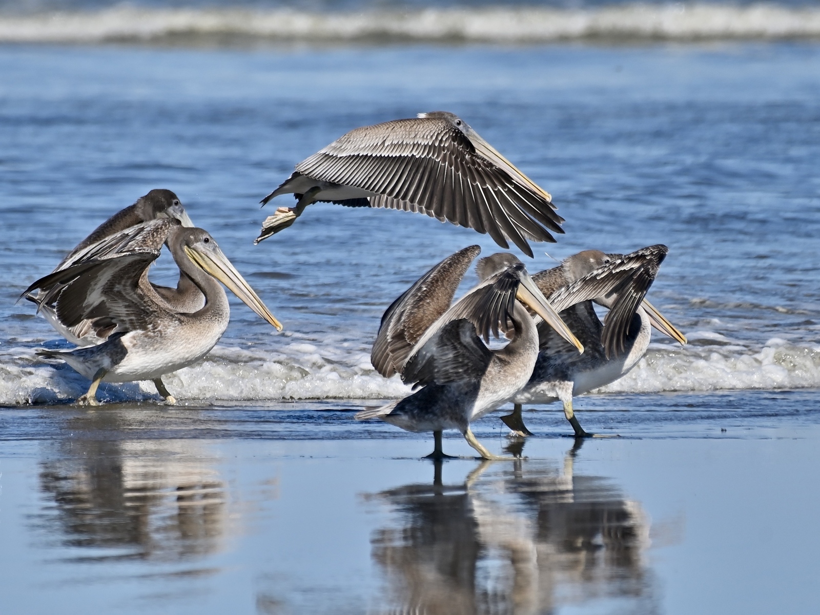 Серые пеликаны идут по мокрому песку