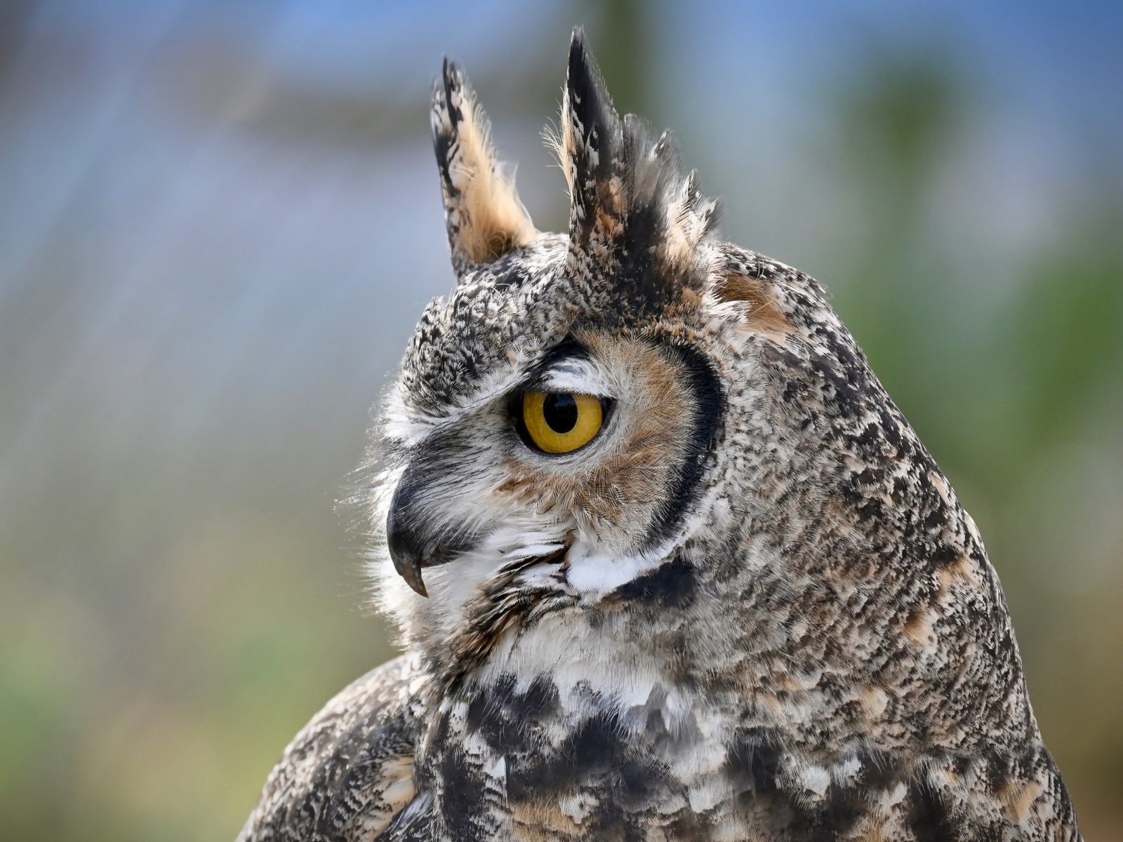 Большая рогатая сова