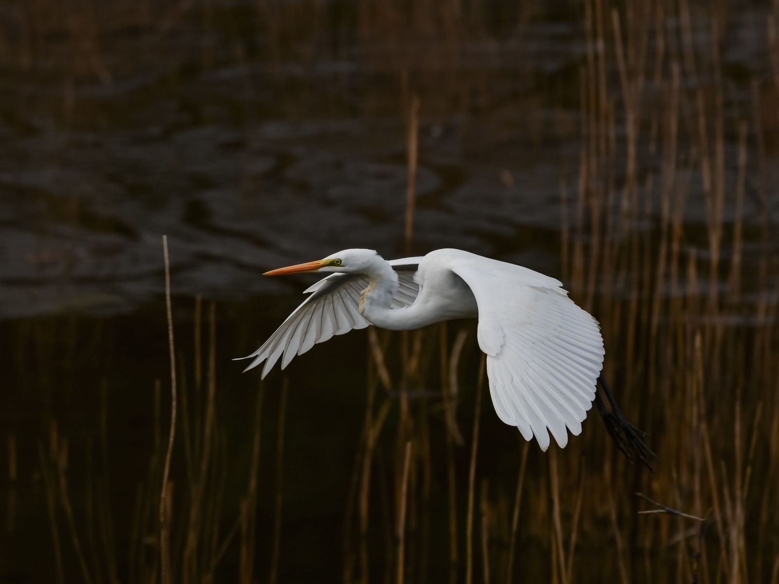 Большая белая цапля летит над водой