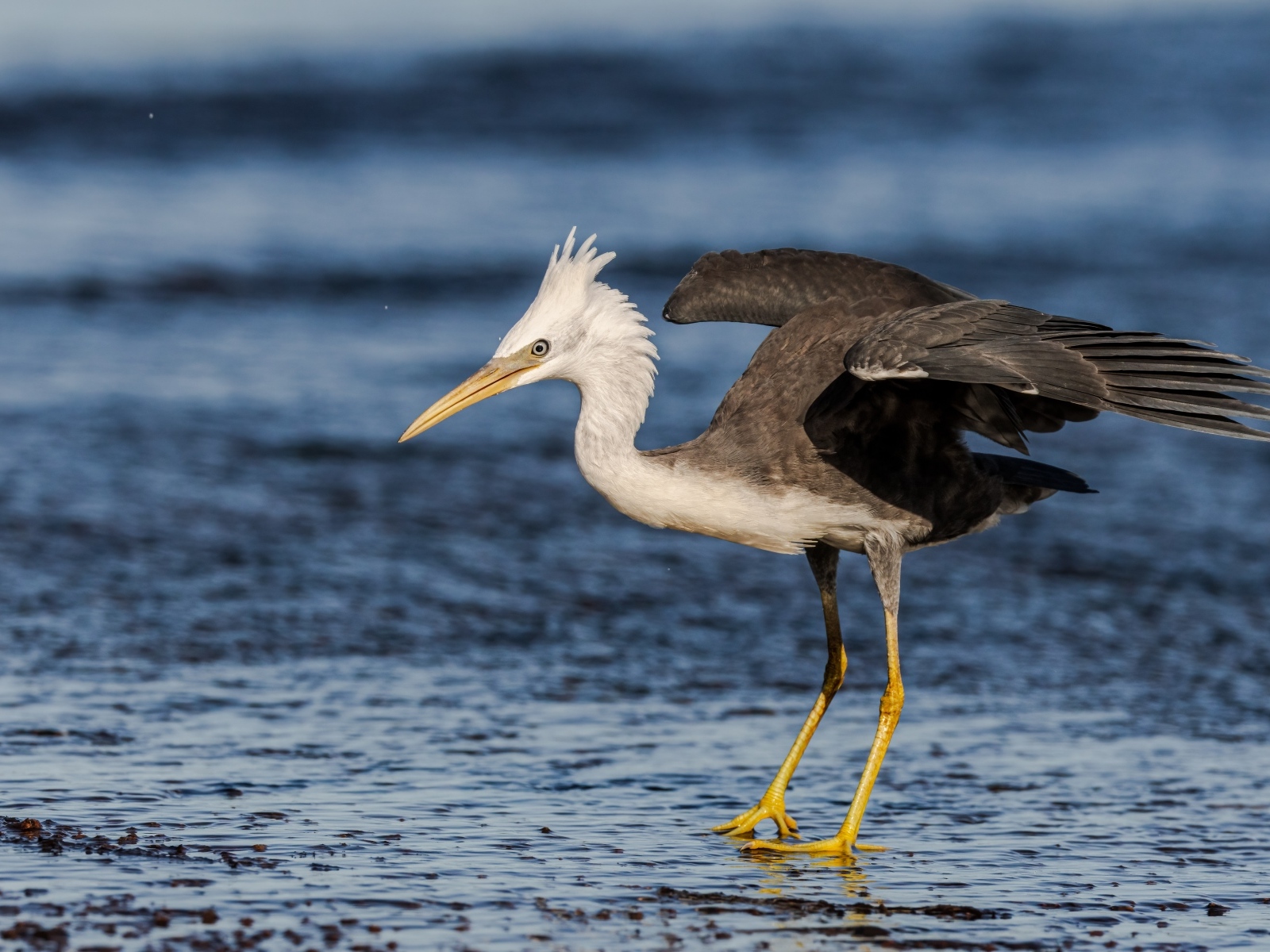 Большая цапля на мокром асфальте