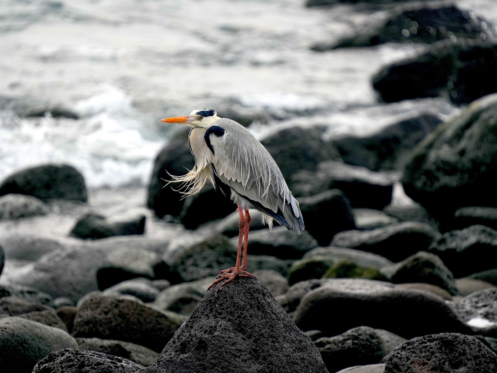 Большая серая цапля стоит на камне у воды