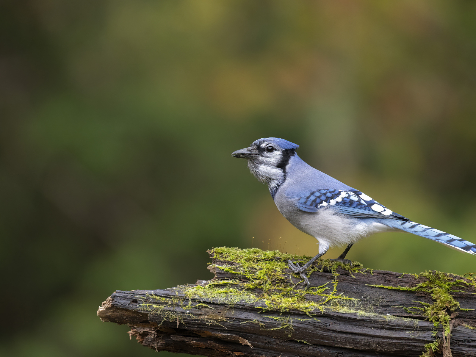 Большая сойка сидит на ветке дерева 