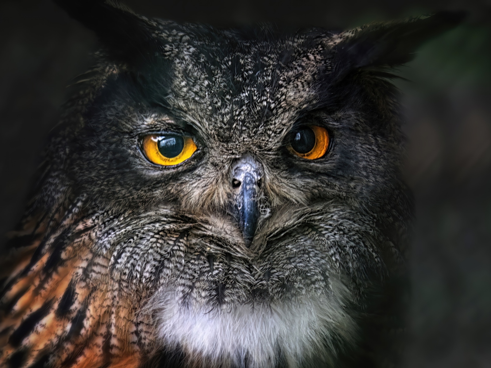 Большая ушастая сова с желтыми глазами