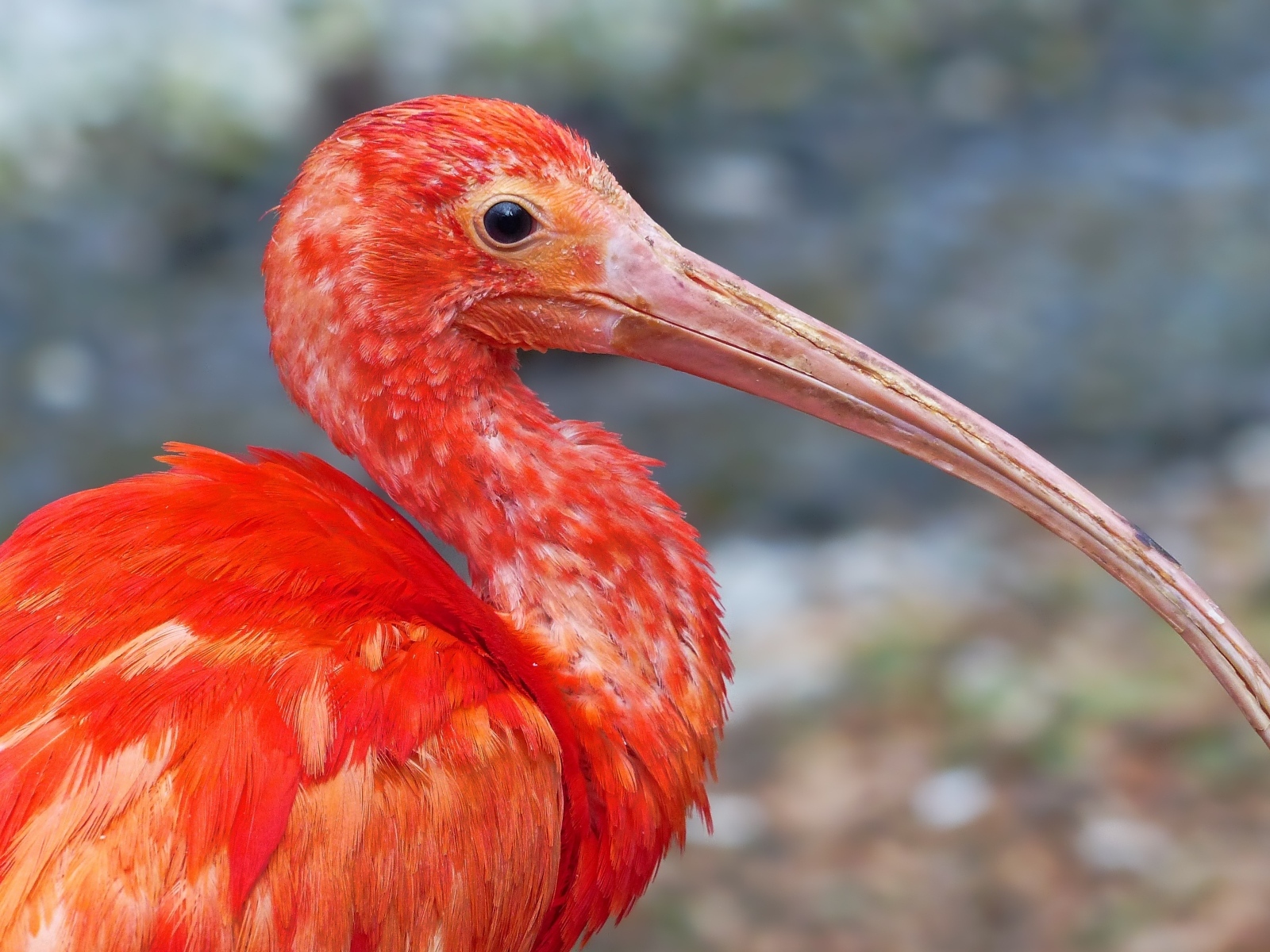 Большой розовый ибис крупным планом