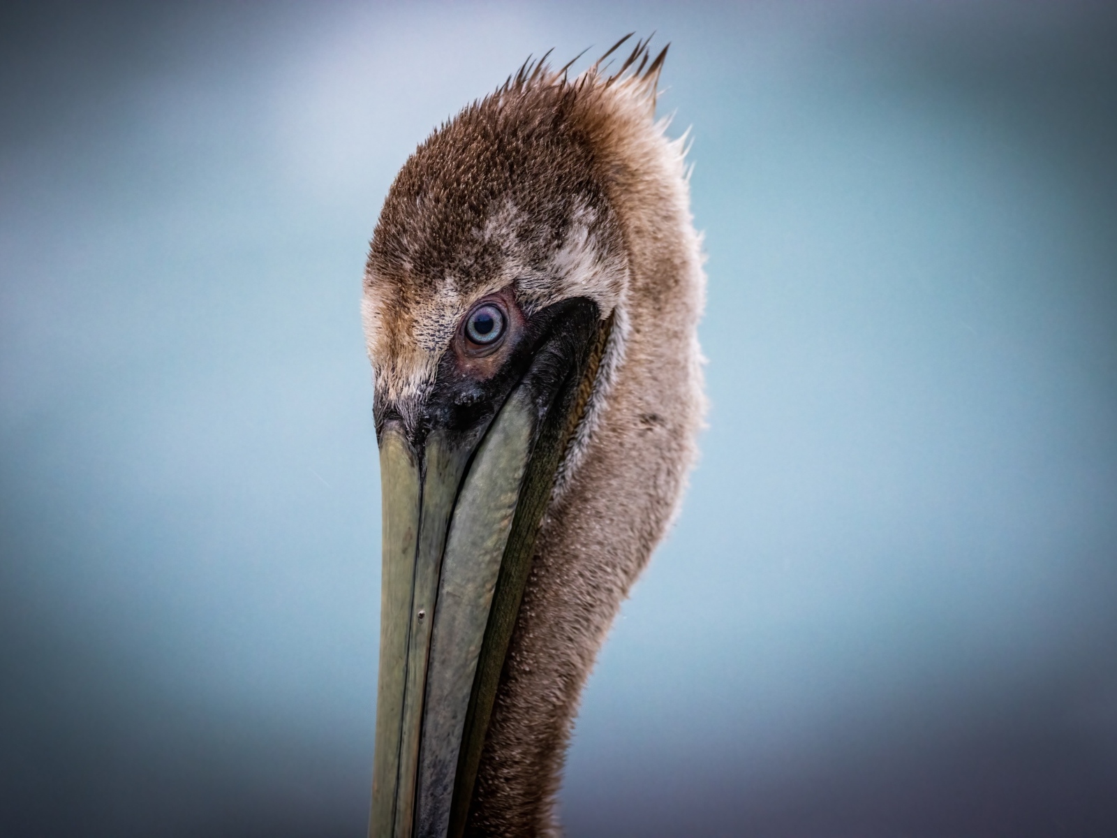 Голова пеликана с длинным клювом на сером фоне