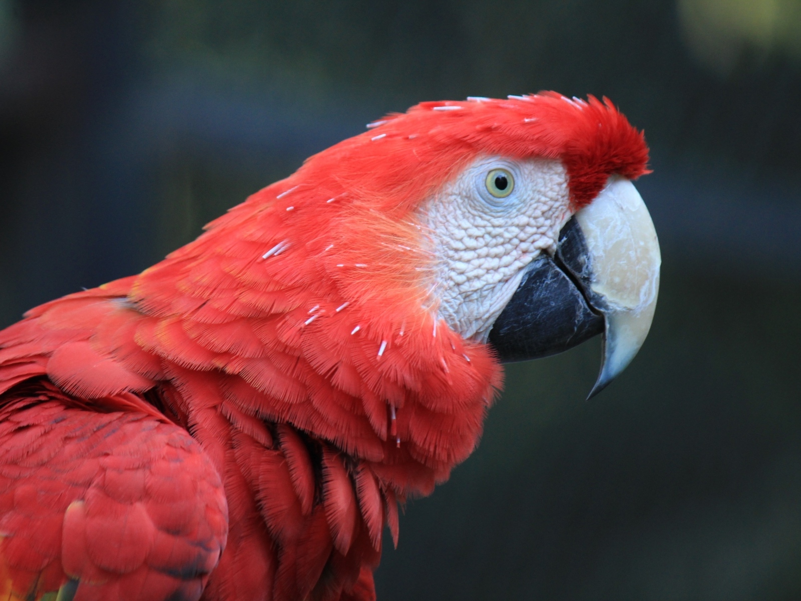 Большой красный попугай ара