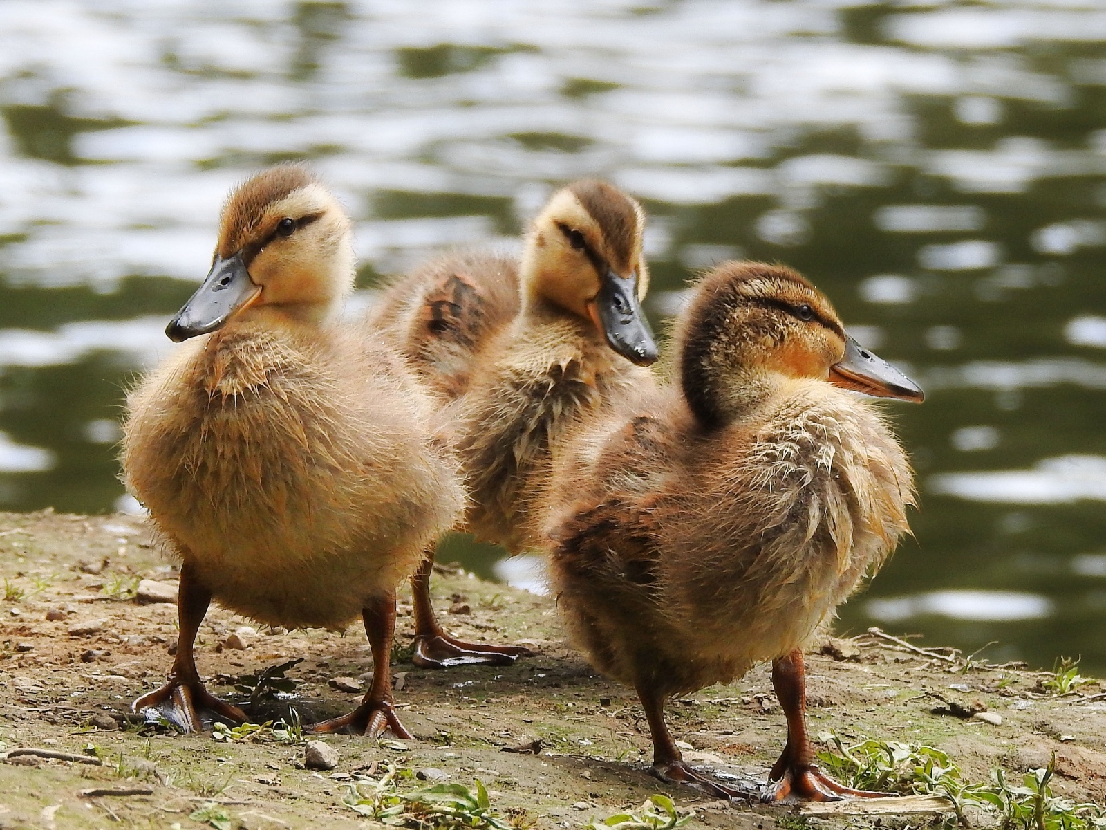 Маленькие утята на берегу у воды