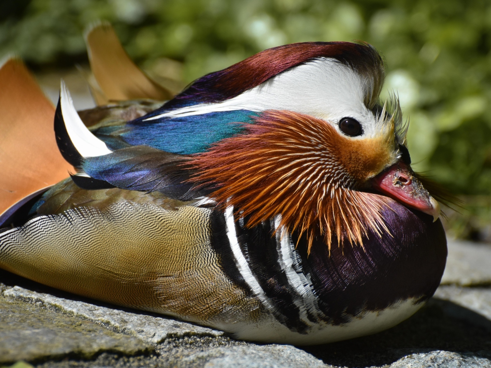 Маленькая утка мандаринка сидит на камне