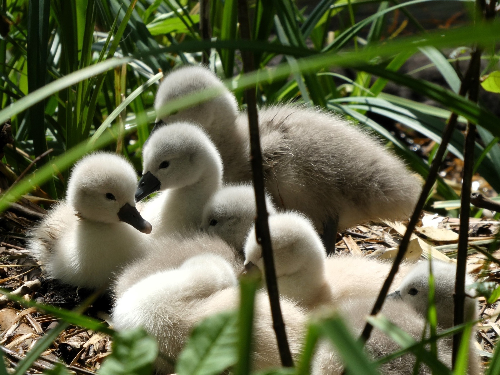 Маленькие птенцы лебедя в гнезде