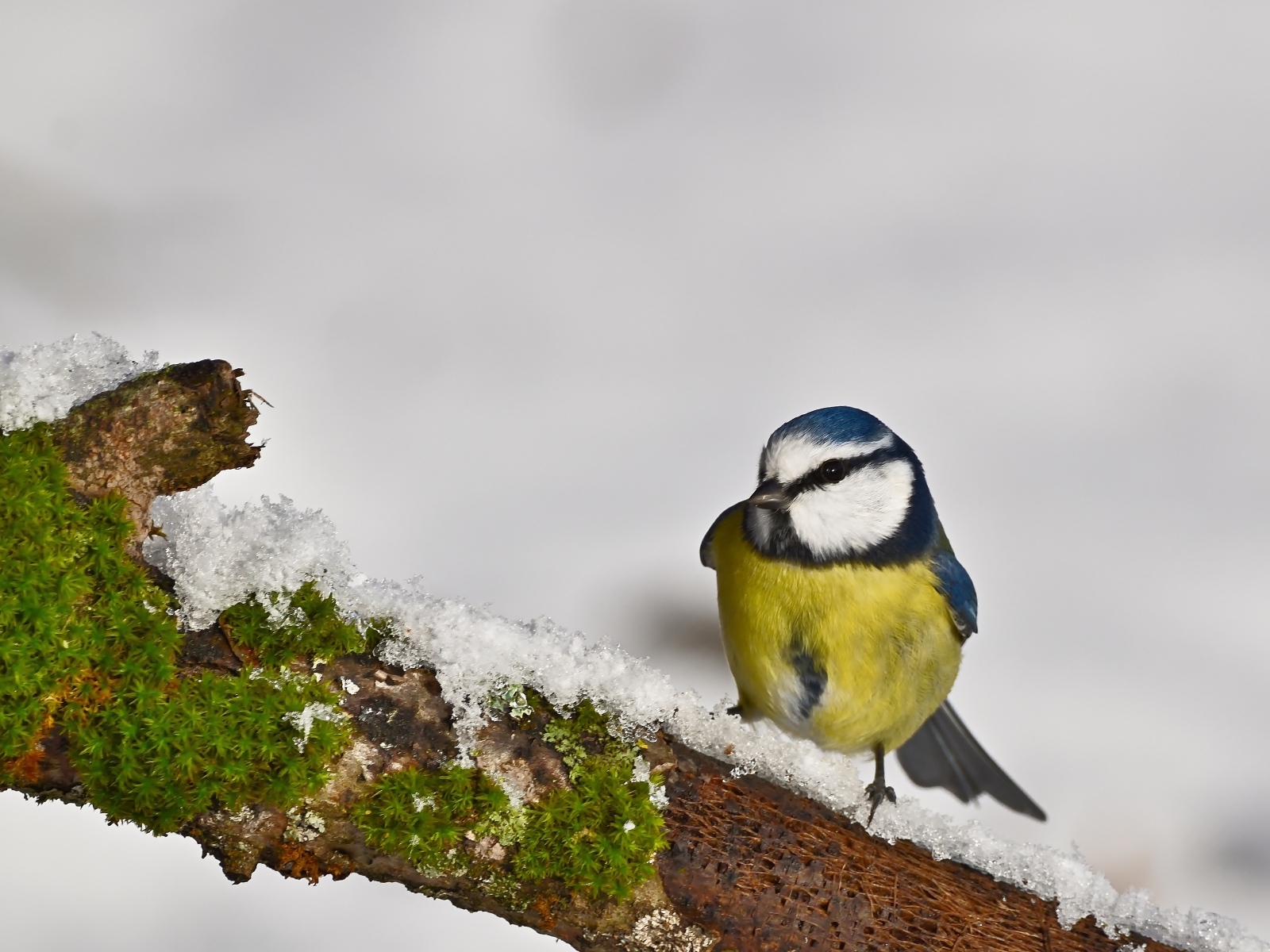 Маленькая синица на заснеженной ветке
