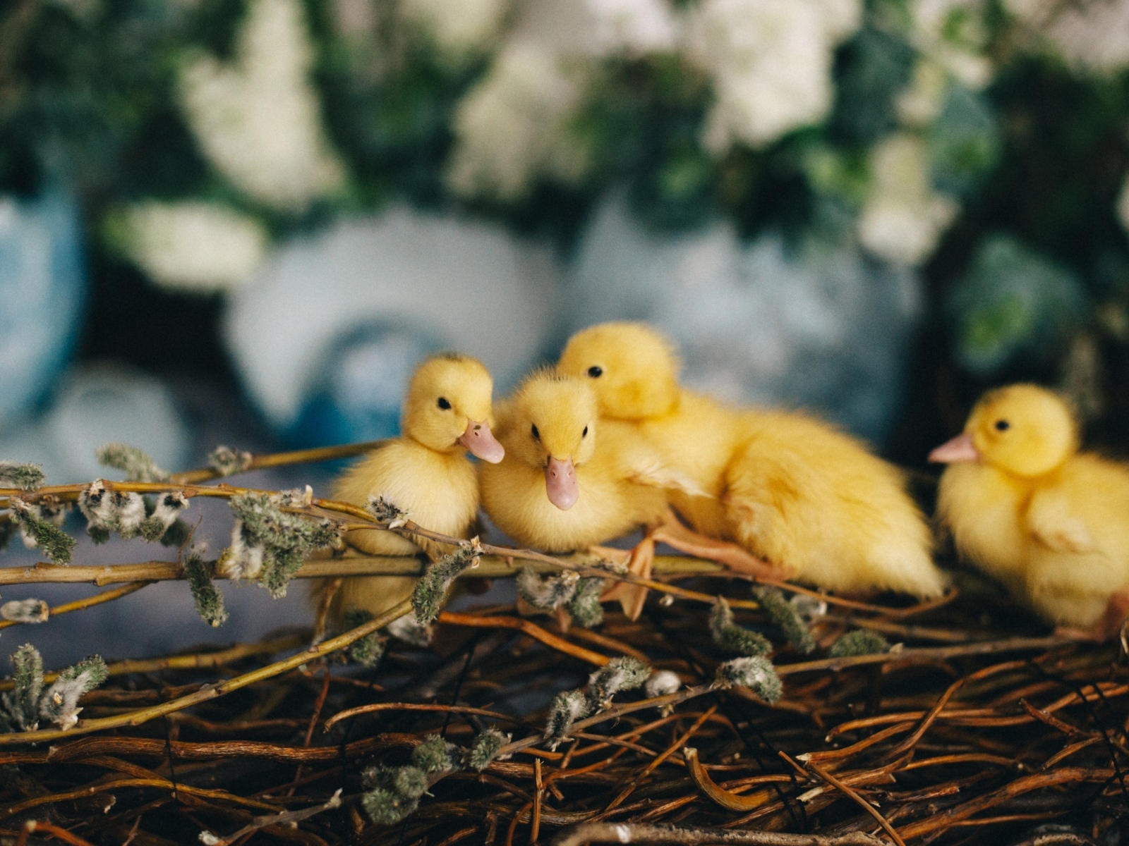 Маленькие желтые утята в гнезде