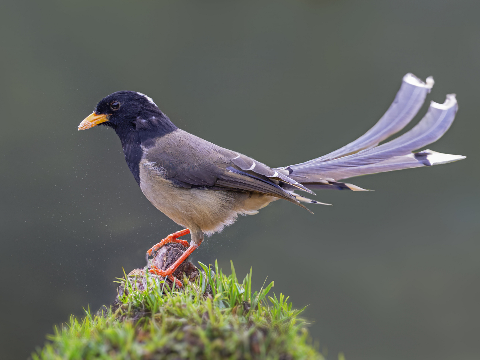 Сорока крупным планом