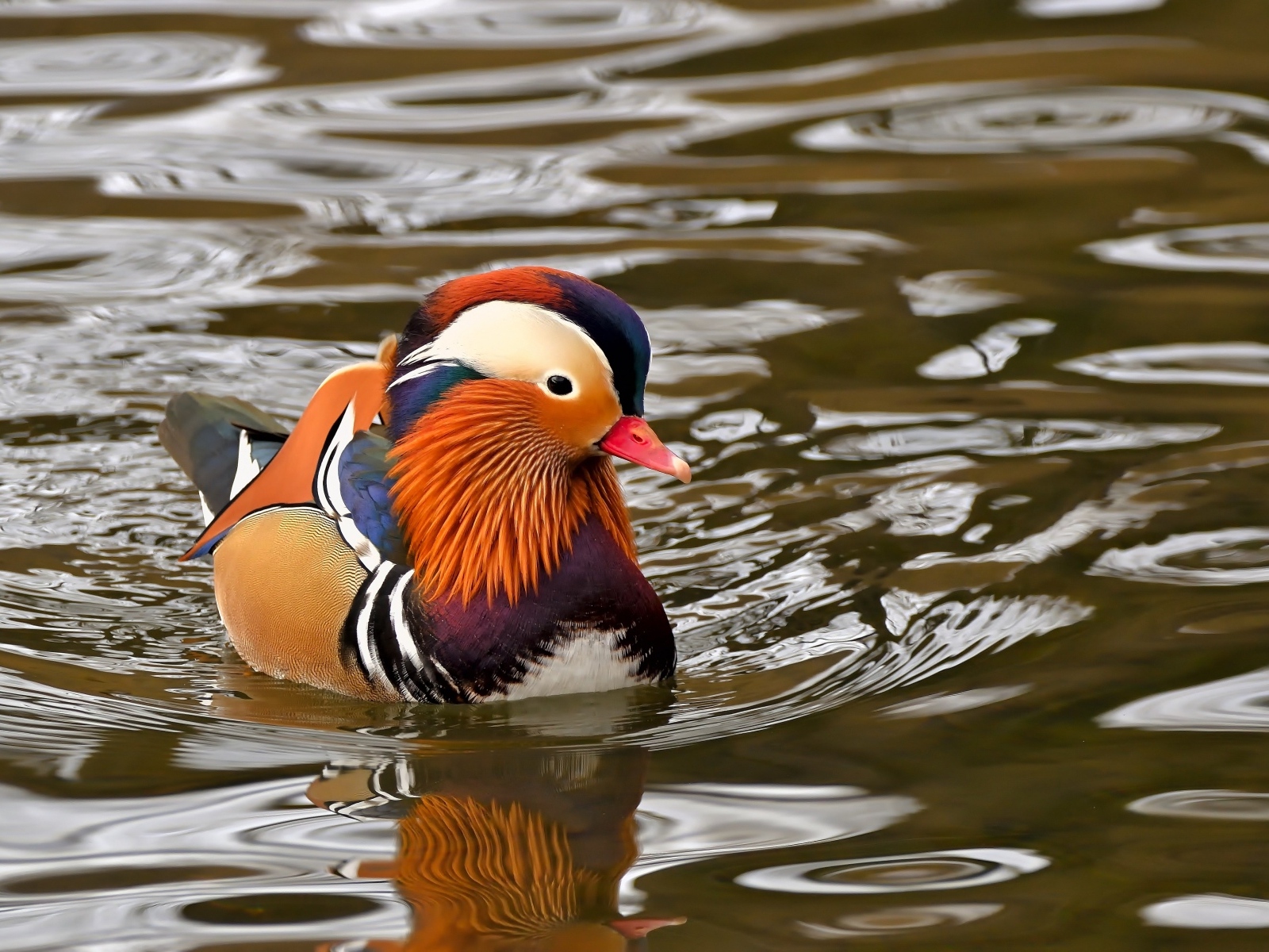 Уточка мандаринка плавает в воде