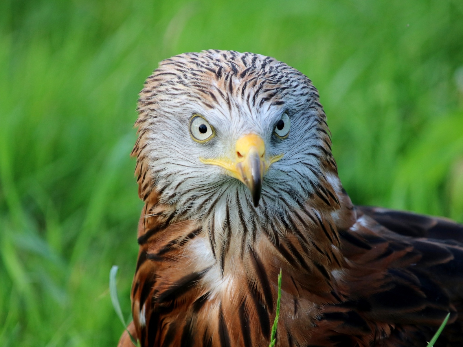 Красный коршун с острым клювом