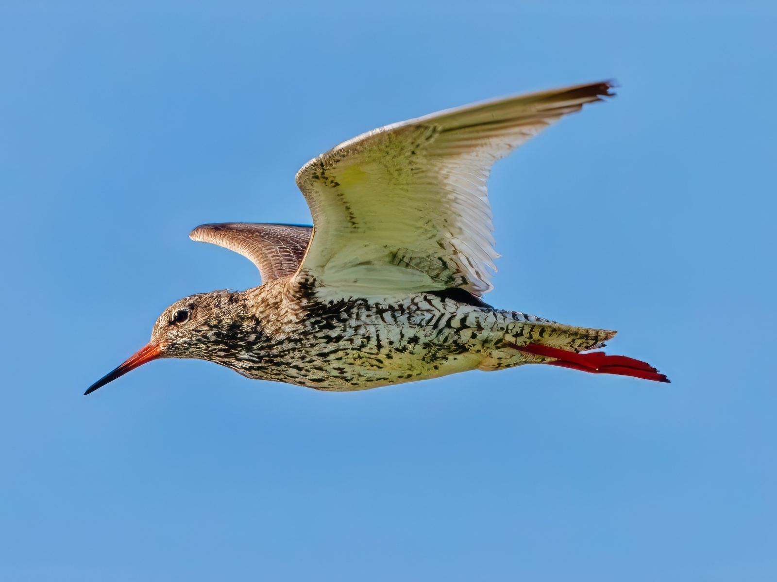 Птица красный стебель летит в небе