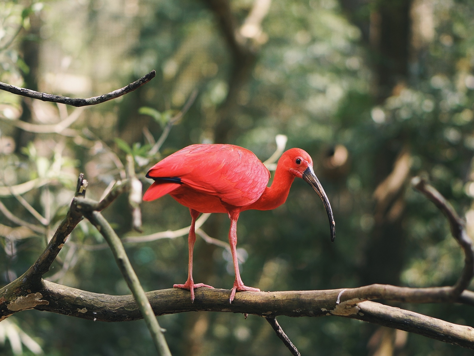 Алый ибис сидит на ветке