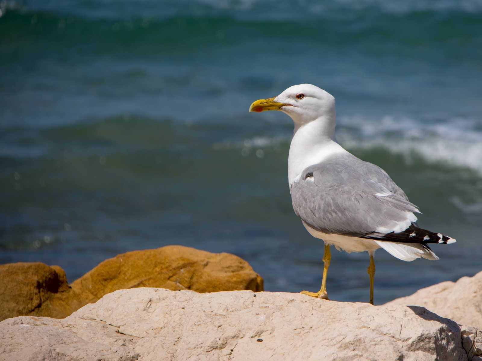 Чайка стоит на камне у моря