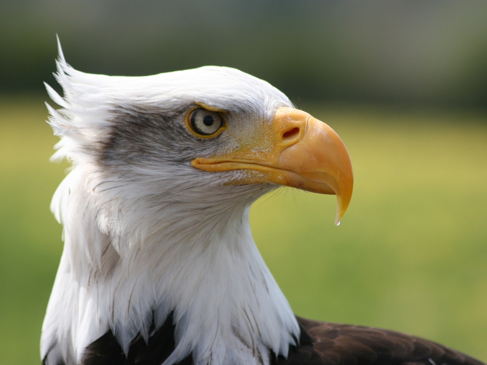 Острый длинный желтый клюв у орла