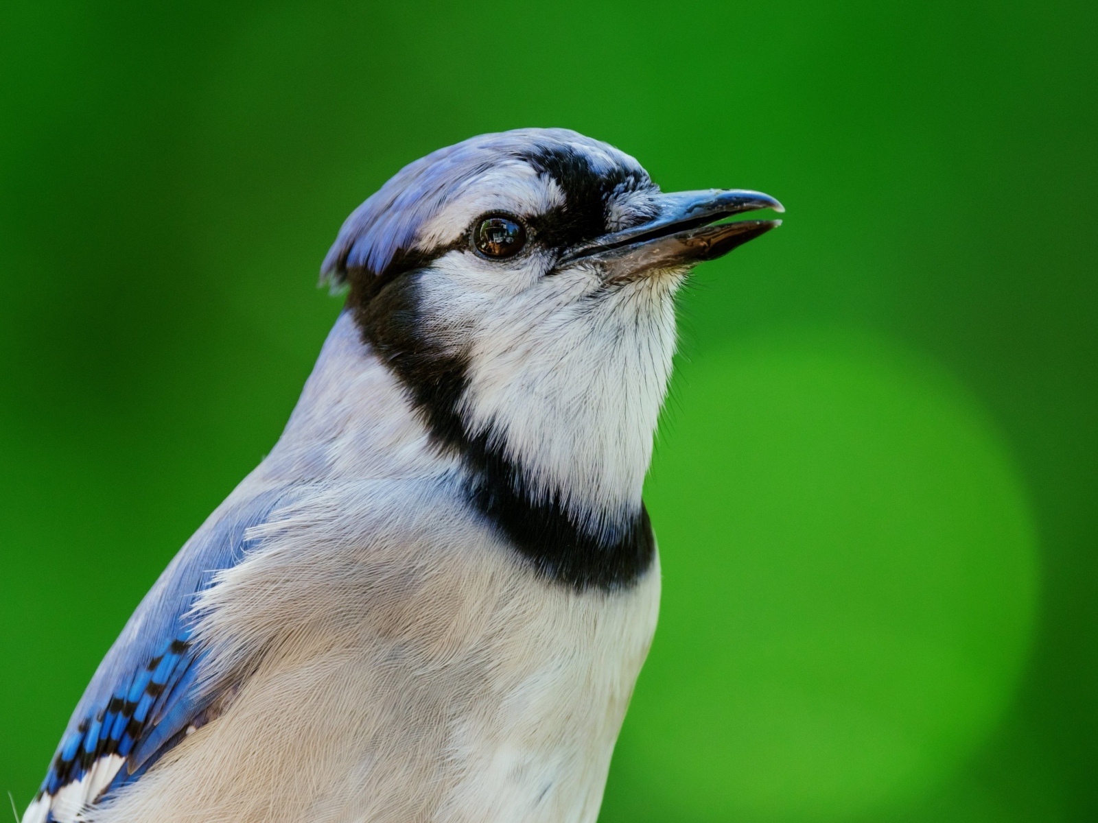 Маленькая птица с острым клювом на зеленом фоне