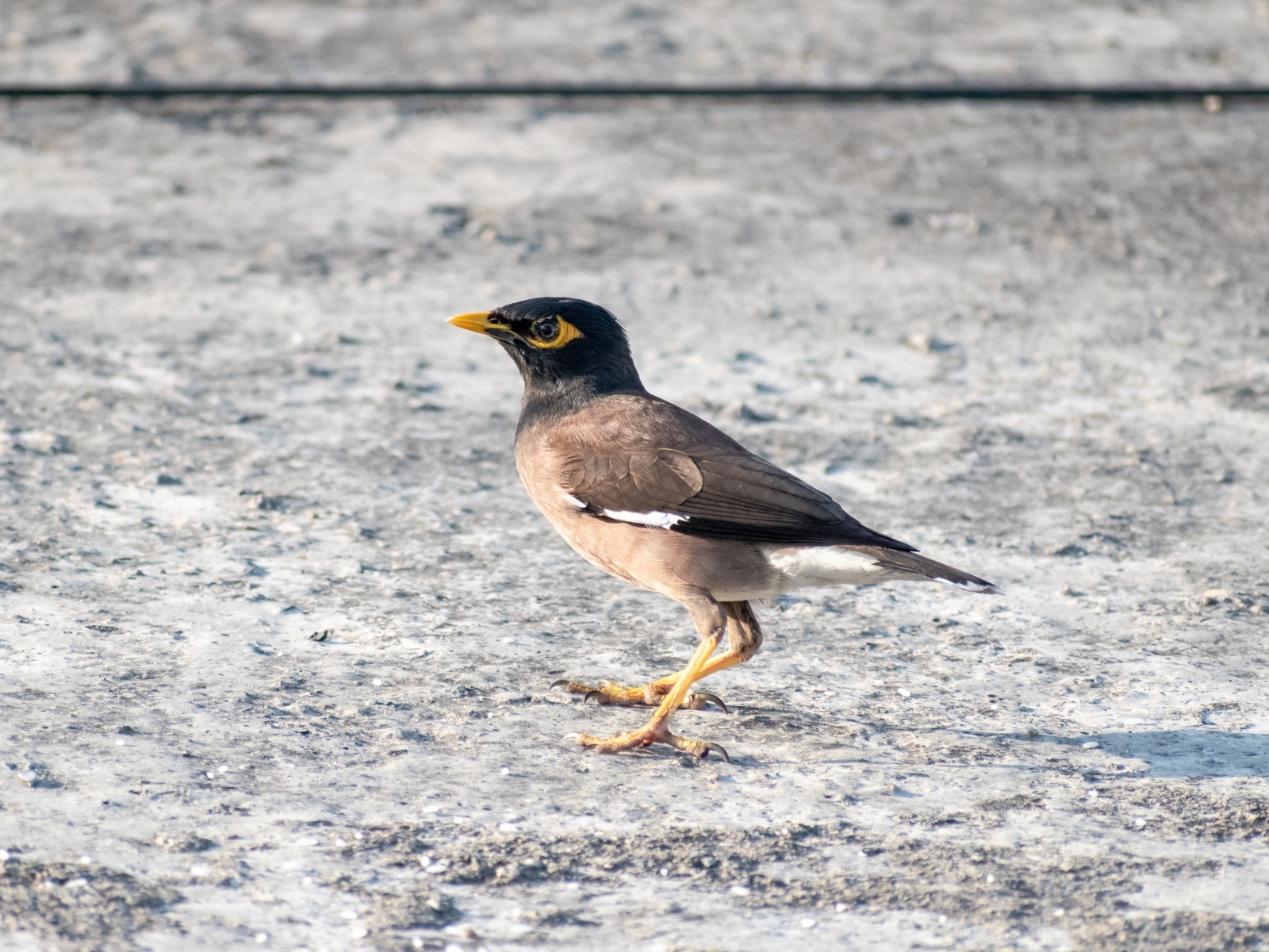 Маленькая обыкновенная майна 