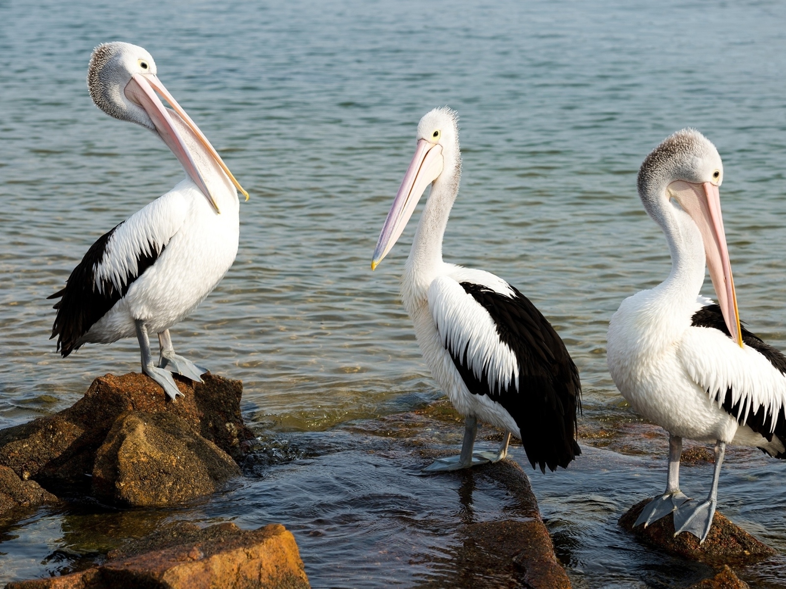 Три пеликана стоят на камнях у воды