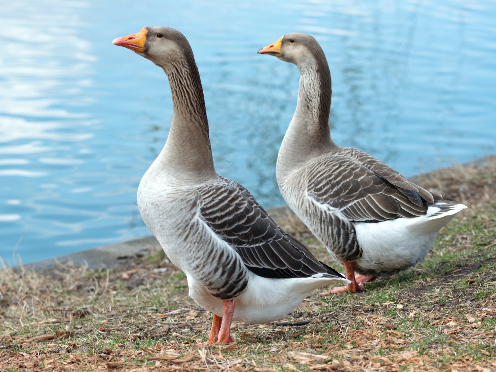 Два больших серых гуся у воды