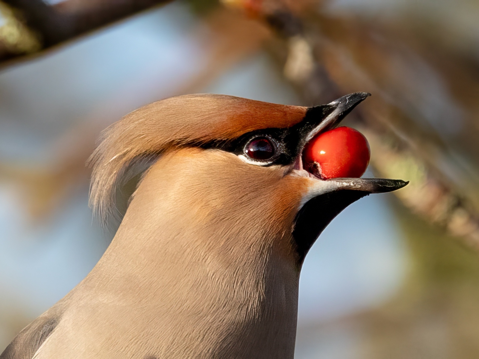 Птица свиристель с красной ягодой в клюве