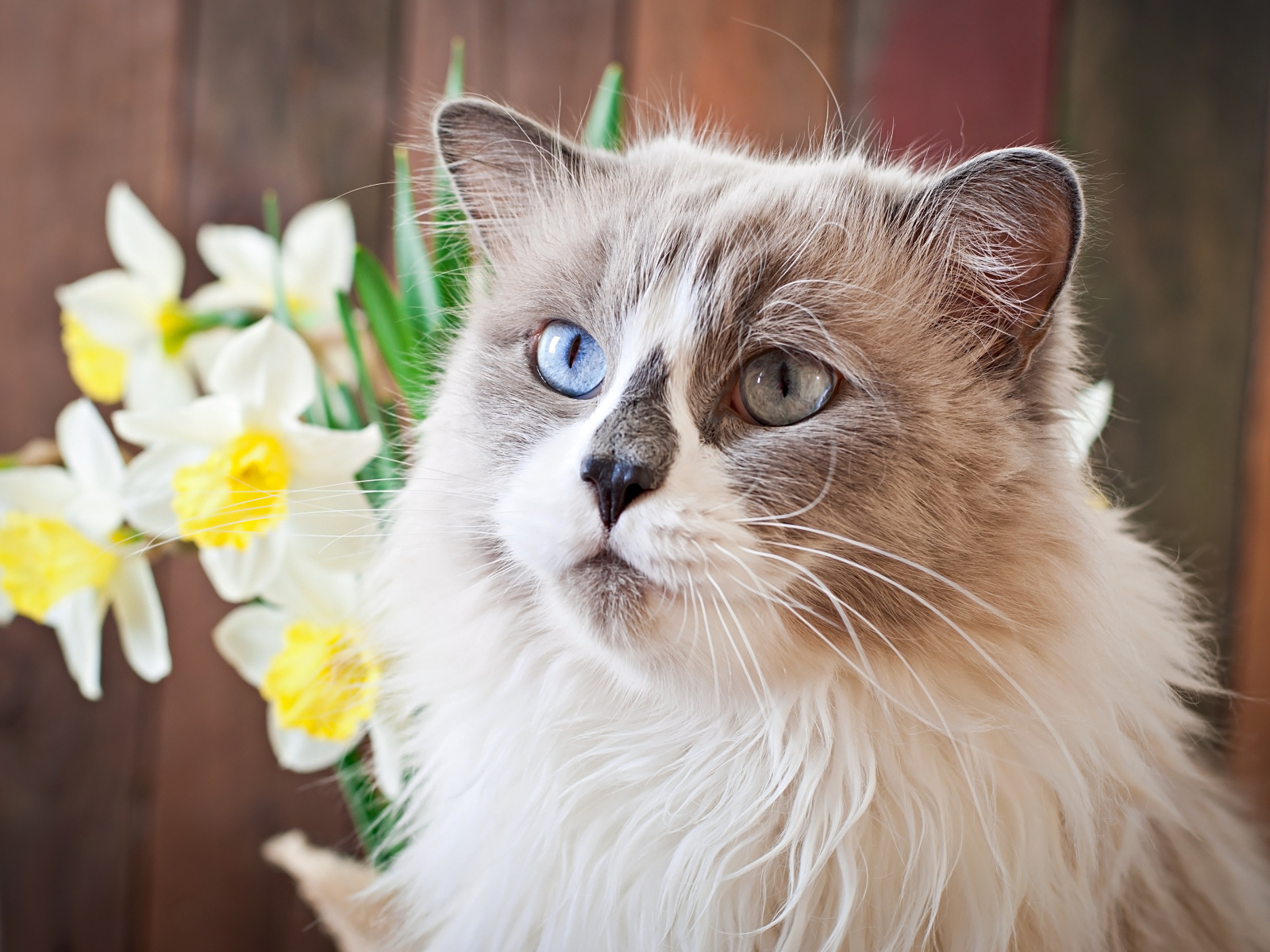 Красивый кот с разными глазами с цветами нарцисса 