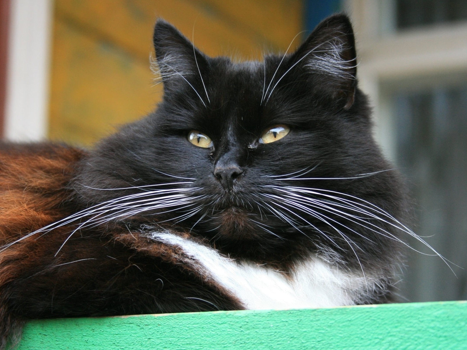 Красивый пушистый черный кот с зелеными глазами